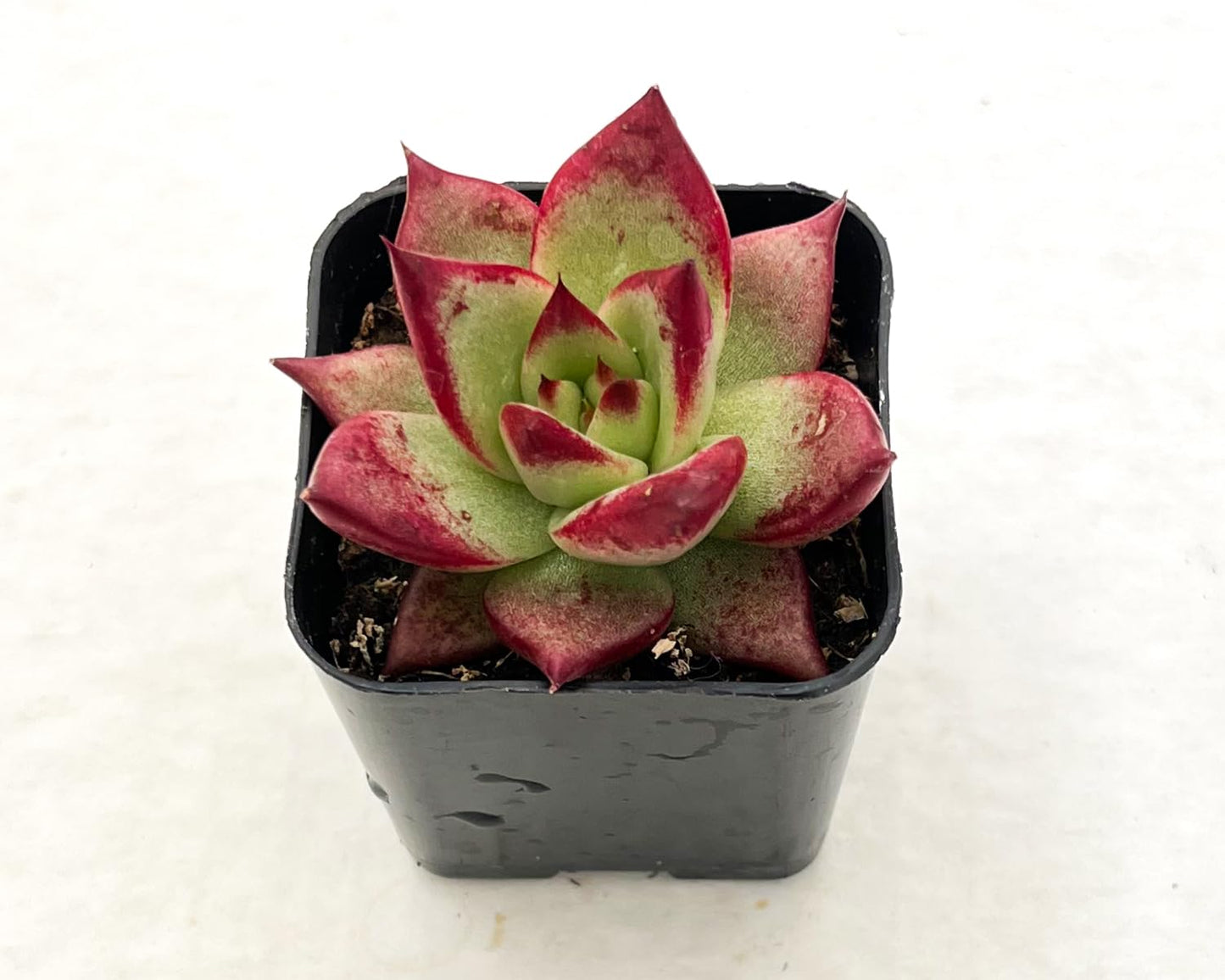 Sprout N Green Echeveria Red Knight, Mini Live Red Ebony Succulent Fully Rooted in 2" Pot, House Plant for Indoor Outdoor Home Office Wedding Decoration Party Favor DIY Projects, Pets Friendly