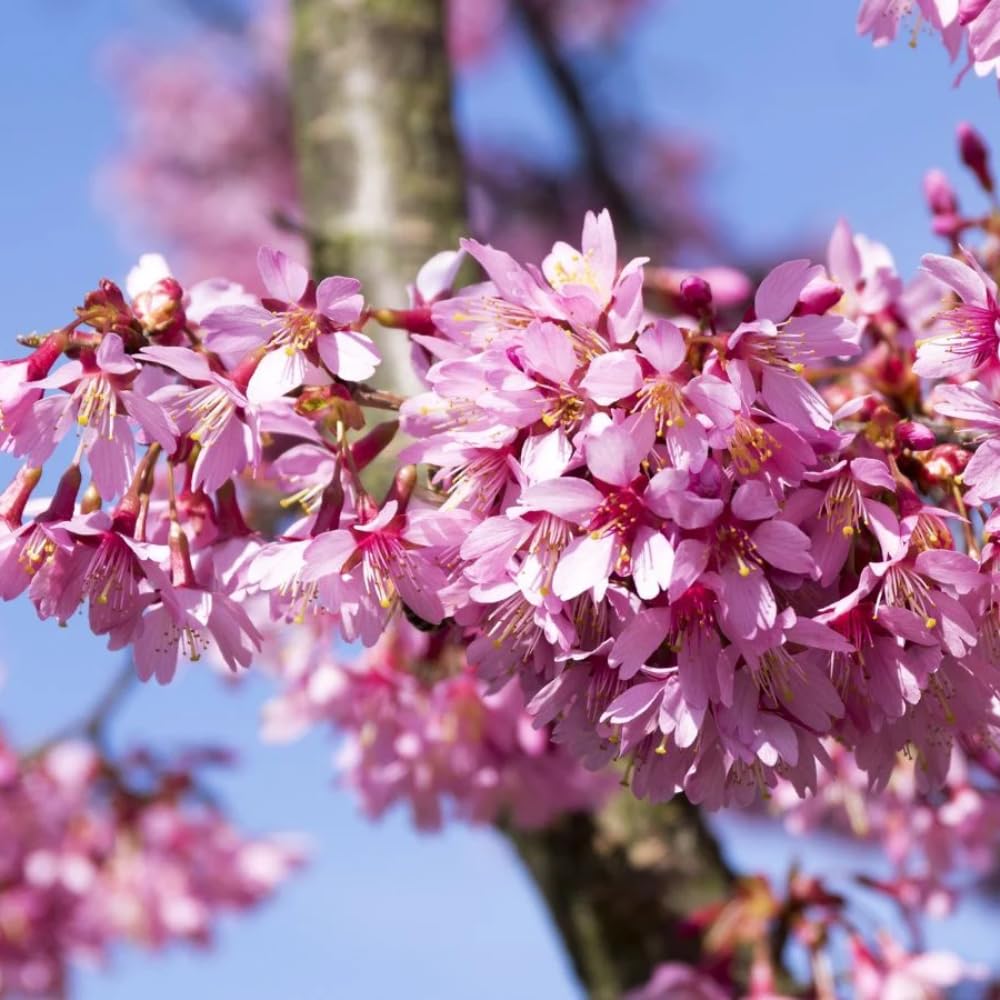 Cherry Blossom Tree, Live Ornamental Tree 6-12" Tall in Pot, Beautiful Spring Blooms for Outdoor Planting (Dark Pink Cherry Blossom)