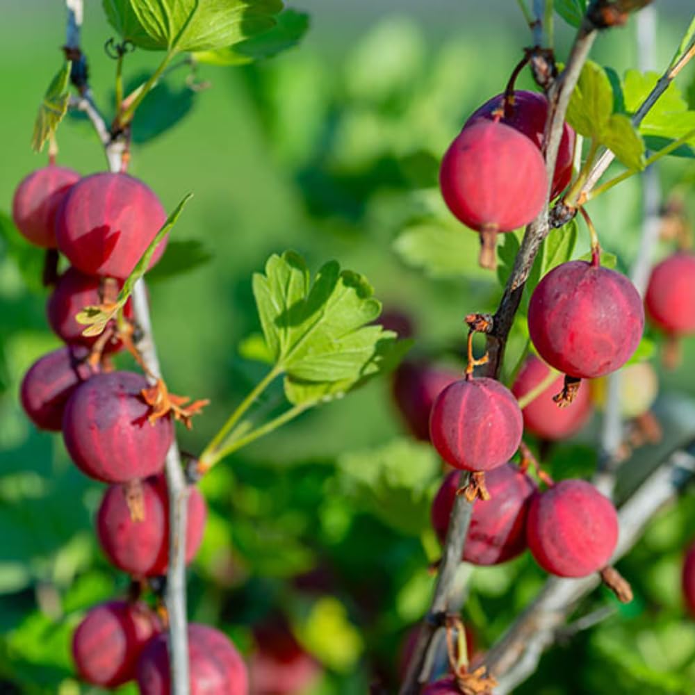 Gooseberry Tree Plant Live, Gooseberry Bush Live Plant, Fully Rooted 5-9 Inch Tall, Gooseberry Plant Live for Planting Outdoors