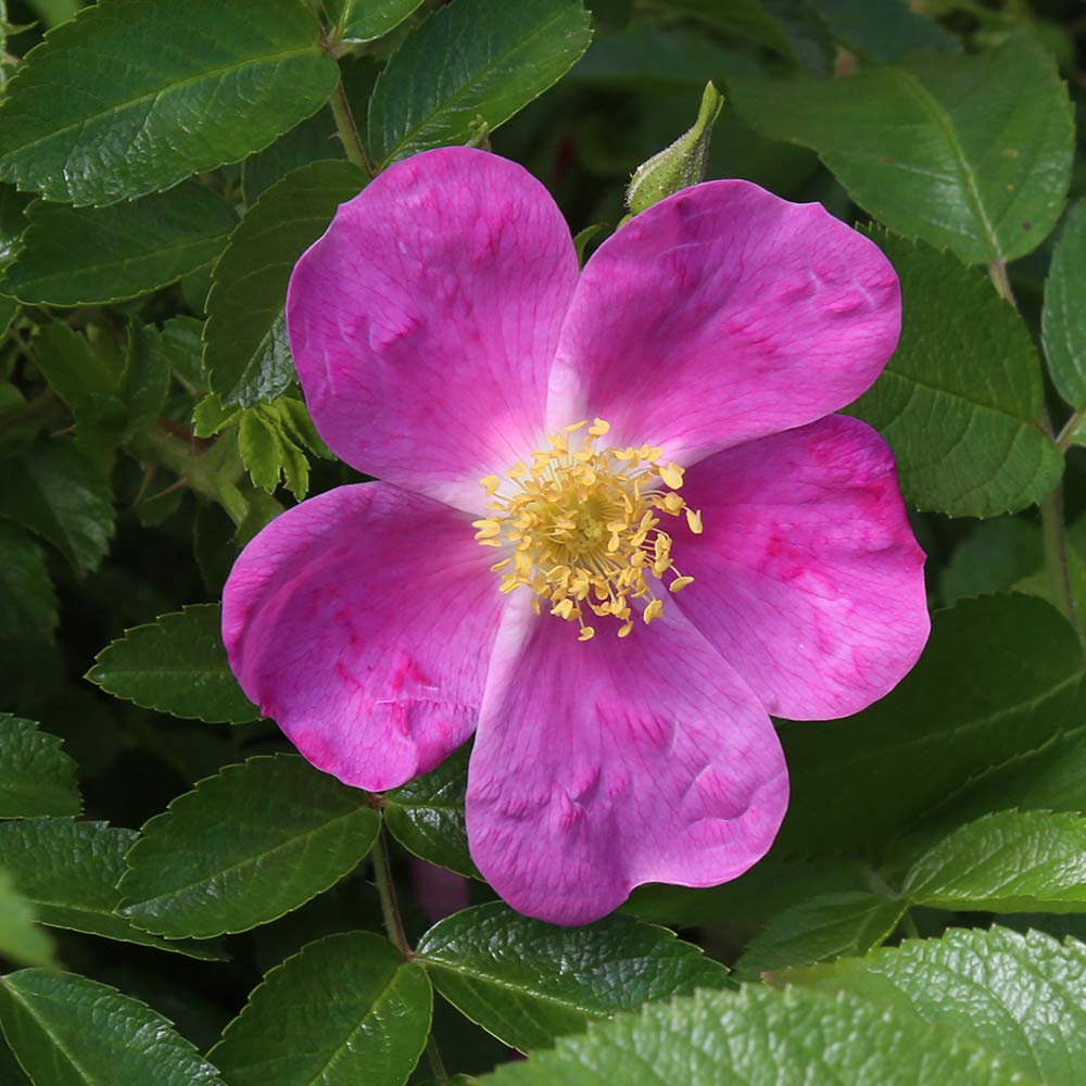Heirloom Roses Rose Plant - Rosalina Pink Rose Bush, Rugosa Live Plant for Planting Outdoors