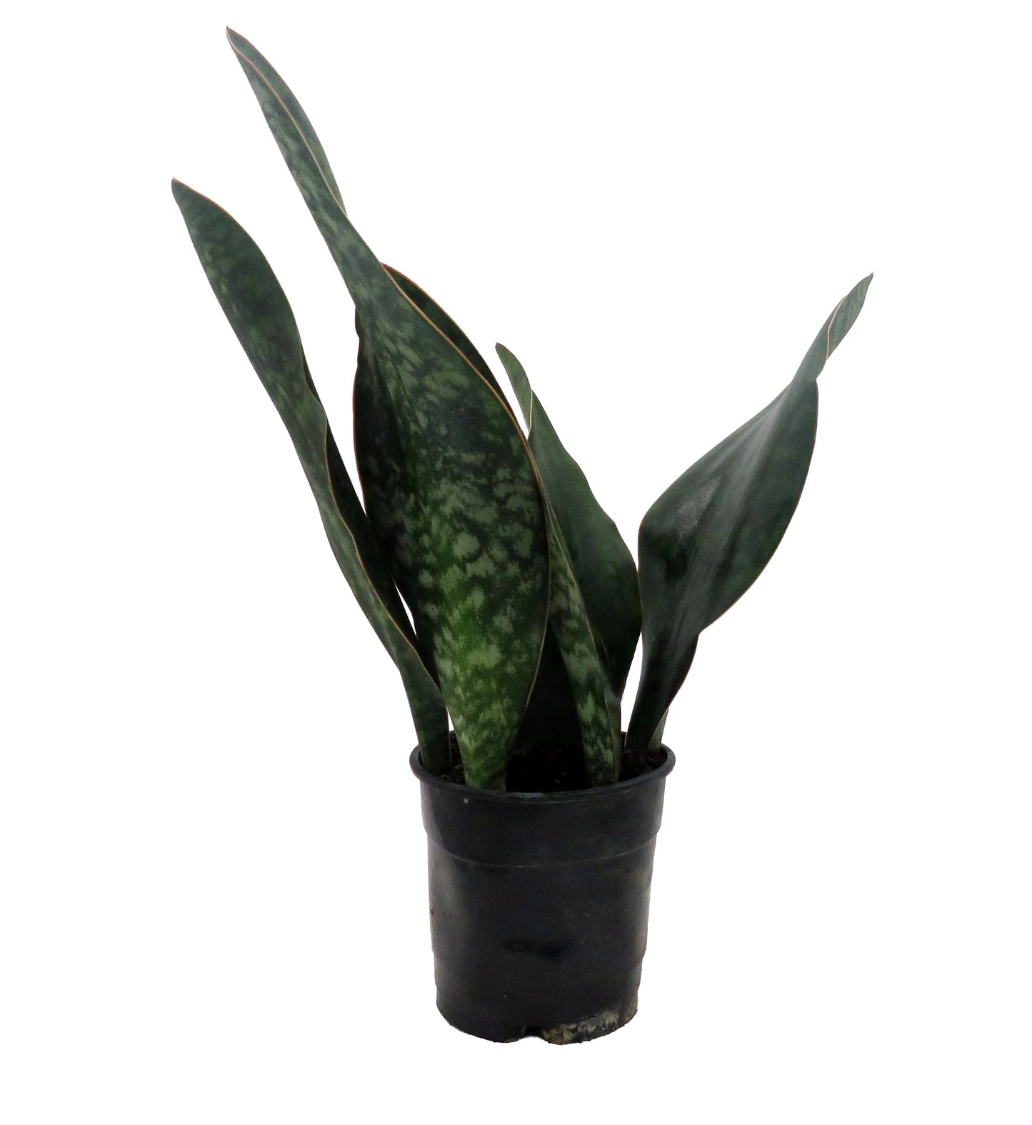 Shark Fin Snake Plant - Whale Fin - Sanseveria masoniana - 5" Pot - Collector's