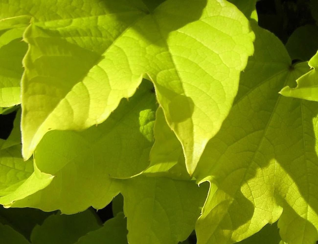 Fenway Park Golden Boston Ivy Plant - Parthenocissus - 2.5" Pot