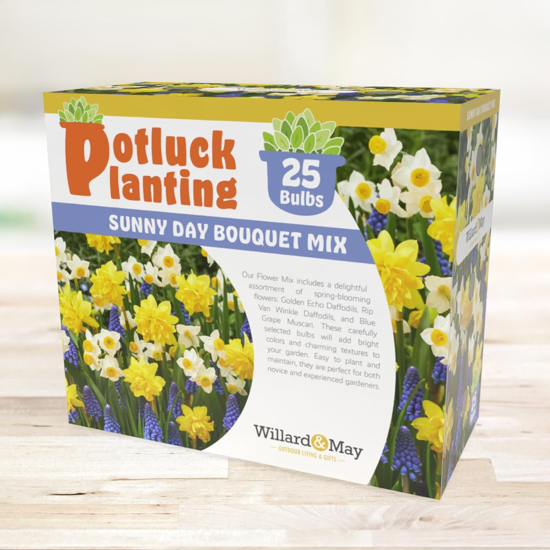All-in-One Flower Garden Kit - 25 Flower Bulbs Per Box - Potluck Planting Sunny Day Bouquet Mix - Daffodil and Muscari Mix - Fragrant - Naturalizing - Live Outdoor Garden - Easy to Plant Flowers