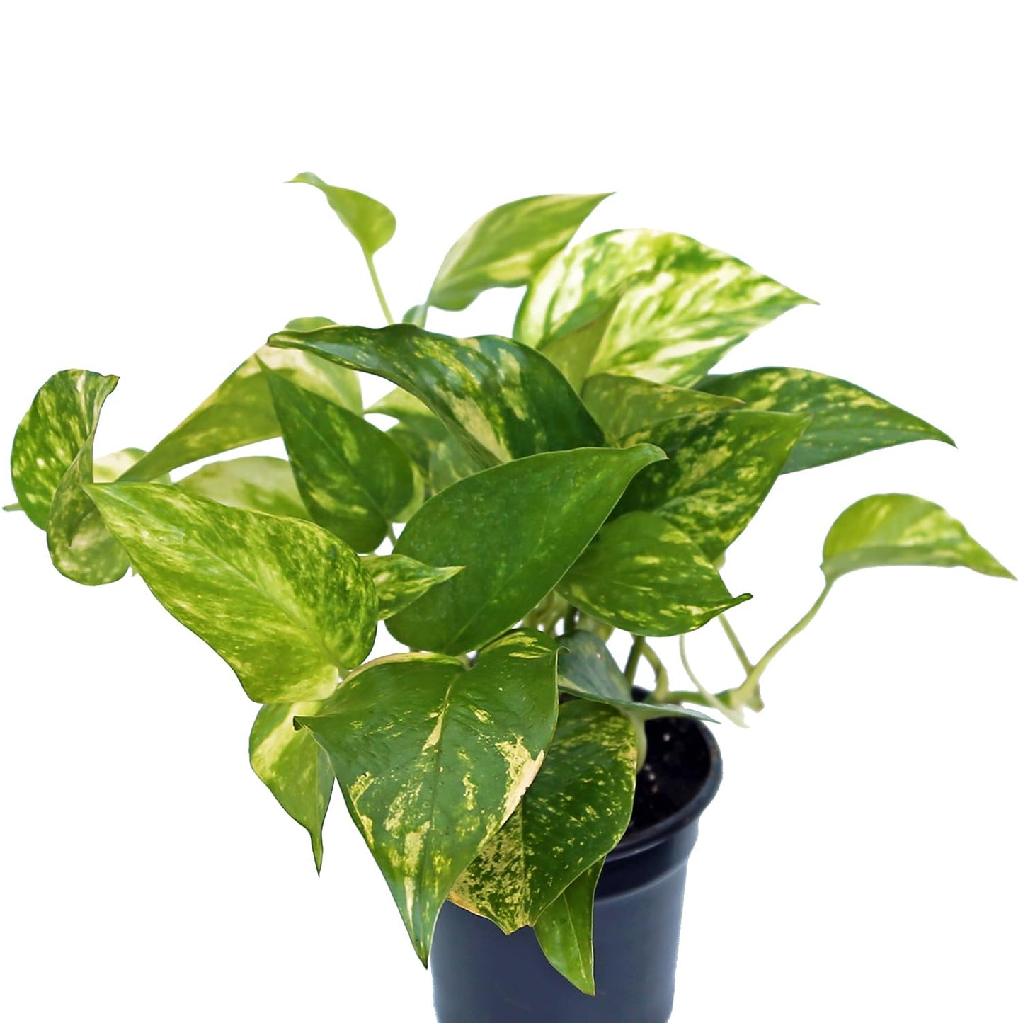 4 Pack Live Golden Pothos, Devil's Ivy Vine, Indoor Trailing Houseplant, Variegated Potted Plant, Sympathy Gift, Live Decor, Birthday Gift, Office Gift, Housewarming Gift in 4" Pot