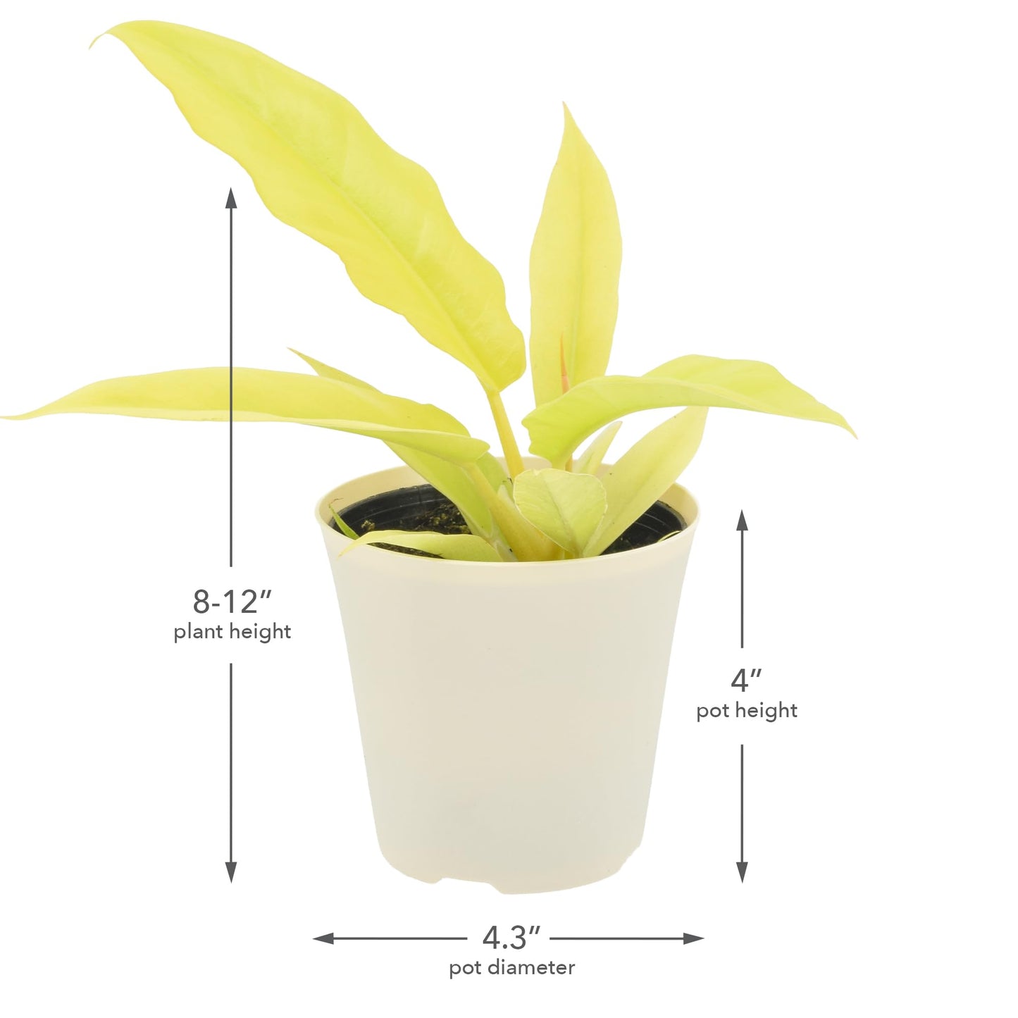 Arcadia Garden Products Live Golden Crocodile Philodendron Rare Indoor Houseplant in Plastic Pot, Tropical Plant Collector Gift for Home and Garden Decor, 4-inch, Beige