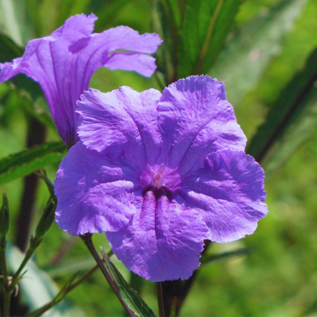 Pack 2 Hardy Mexican Petunia Live Plants - Ruellia Simplex Petunia Plants for Outdoor Gardens - 6 to 8 Inch Tall - Flowering Plants, Purple