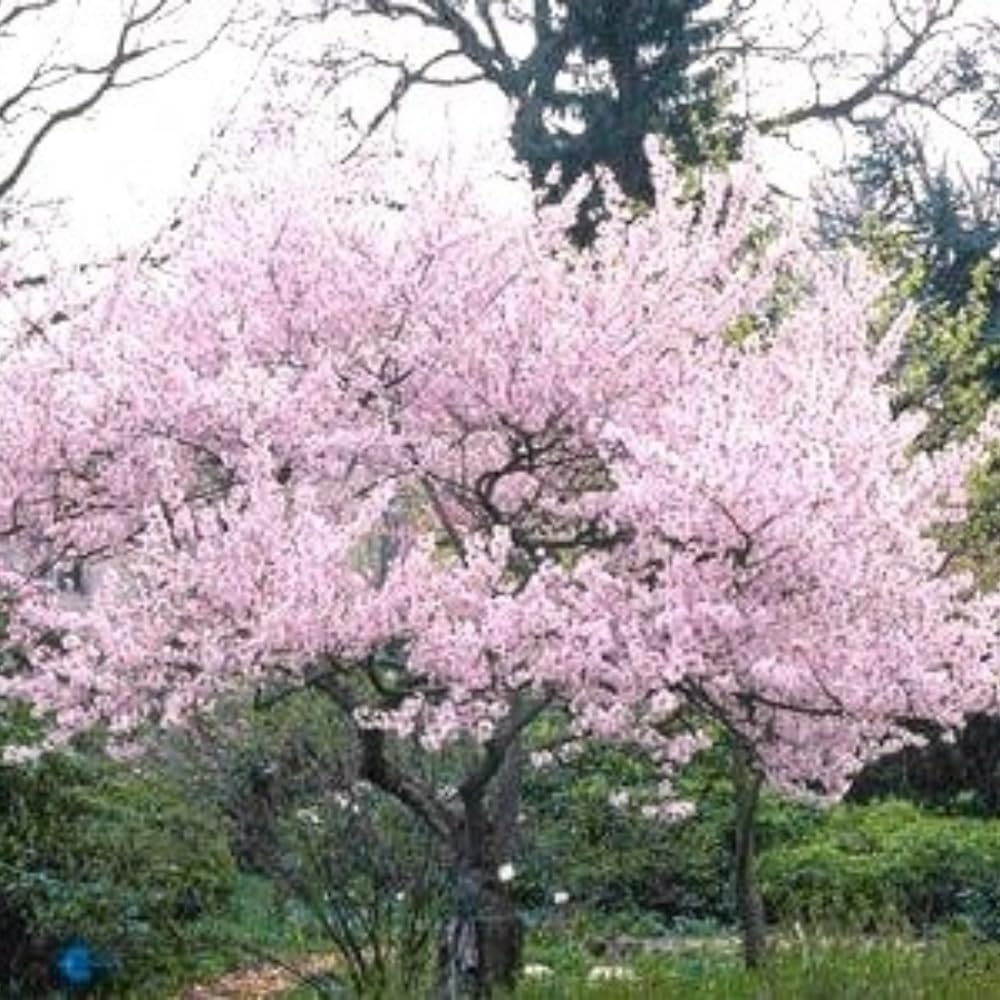 Cherry Blossom Tree Live Plant, 8-12" Tall, Ornamental Flowers for Outdoor Planting, in Pot (Autumn Cherry)