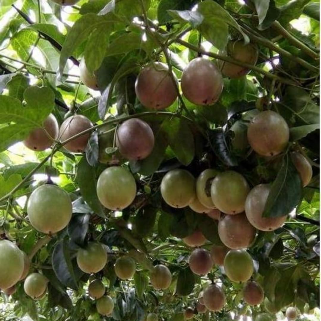 Passion Fruit Tree Live Plant, Purple Passionfruit Vine Plant, Passion Plant 5 to 7 Inc Tall, Gardenining Indoor Outdoor