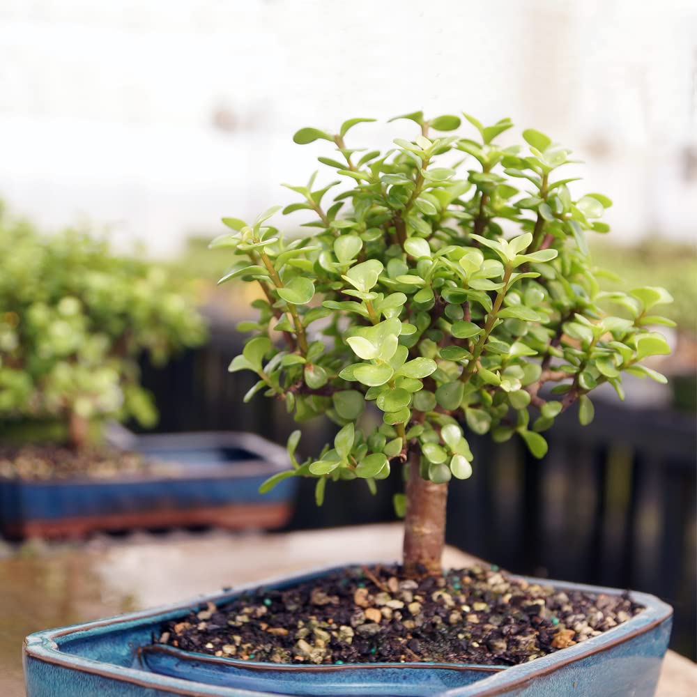Brussel's Bonsai Live Dwarf Jade Bonsai Tree, Indoor - Medium, 4 Years Old, 8 to 12 Inches Tall - Decorative Water Bonsai Pot with Bonsai Tray