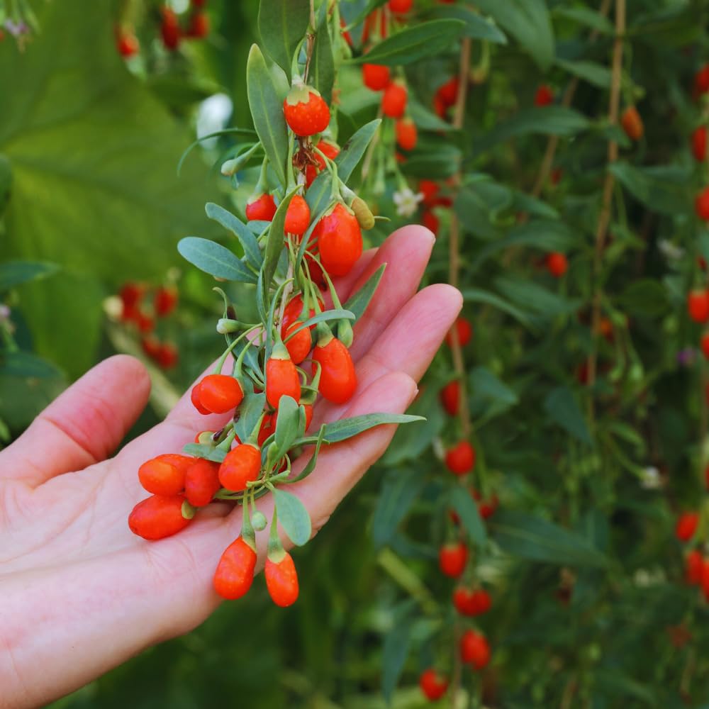 3 Red Goji Berry Plants Live, Goji Berry Tree Live Plant, 3-5'' Tall, Sweet Fruit Tree Gardening Outdoor Indoor, No Pot, Well Rooted