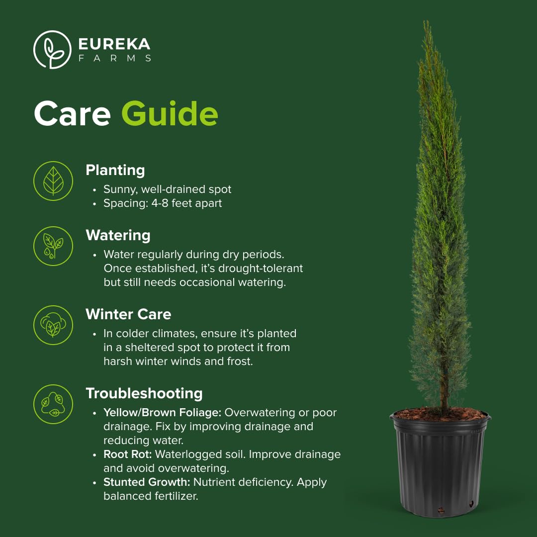 Dwarf Italian Cypress Tree – Live Mediterranean Evergreen for Landscaping, Low Maintenance, Air Purifying Outdoor Plant, Perfect for Garden Hedges and Privacy Screens (2gal Pot 3-4ft)