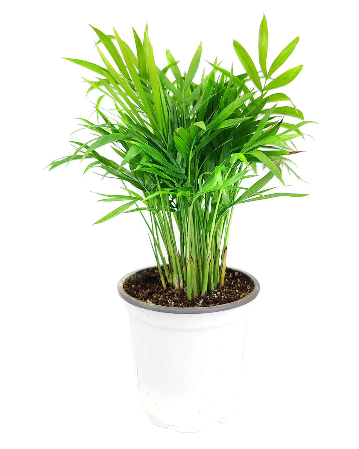 Neanthe Bella Palm (4" Grower Pot) - Air Purifying and Live Healthy Houseplant - Easy to Grow, Easy to Care Indoor Houseplant for Home and Office Decor