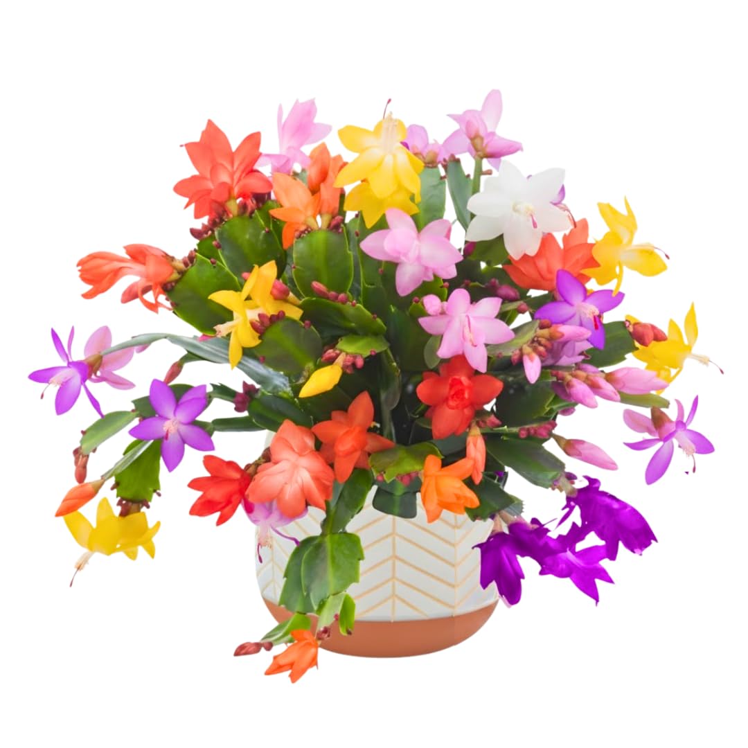 Christmas Cactus Plants Live, Thanksgiving Cactus Easter Cactus Like, 4-8 Inc Tall, Cold Hardy, Holiday Cactus for Indoor Outdoor Planting, Starter Size (Random Single Bloom)