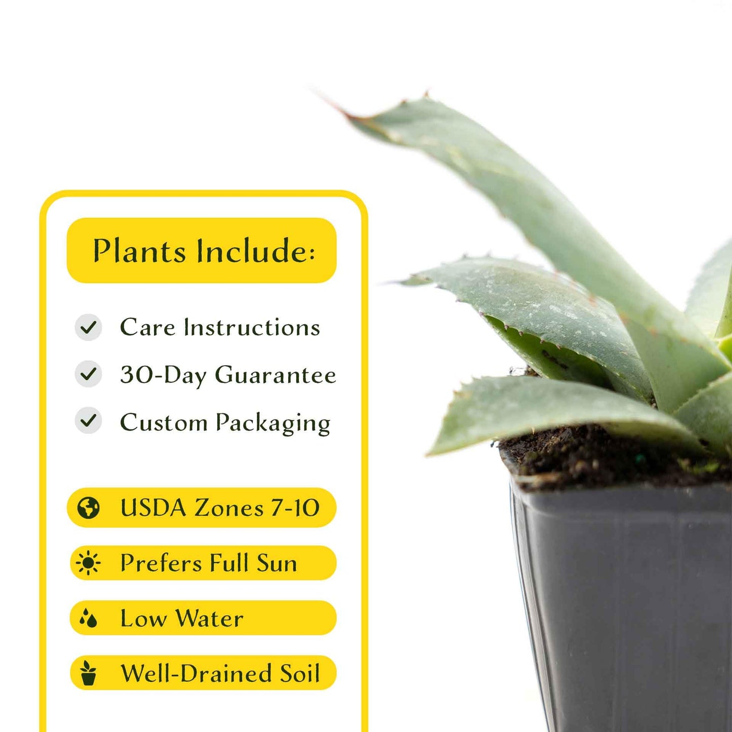 2 Artichoke Agave Succulents (Agave parryi VAR. truncata) | Live Evergreen Plant with Blue-Gray Rosette Form | Drought-Tolerant & Cold-Hardy for Landscaping, Rock Gardens & Containers in 3.5" Cubes