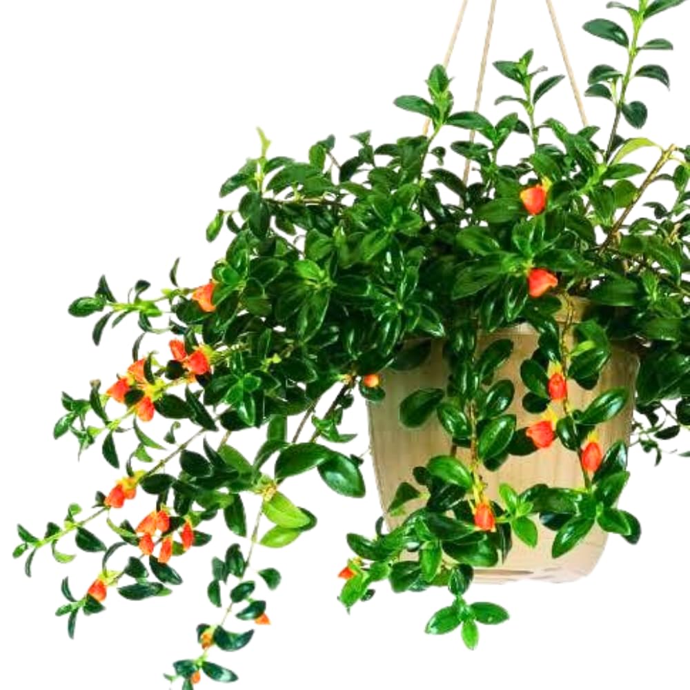Trailing Goldfish Plant Live Potted 4 Inc, Tropical Goldfish Plant for Hanging Basket, Houseplant Indoor Live Plant