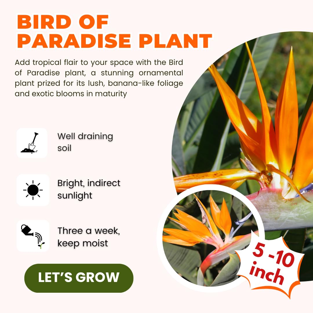 Bird of Paradise Plant Live for Planting, 5 to 10 Inches Tall, Tropical Strelitzia Reginae Bird of Paradise Live Plant (Orange Bird of Paradise)