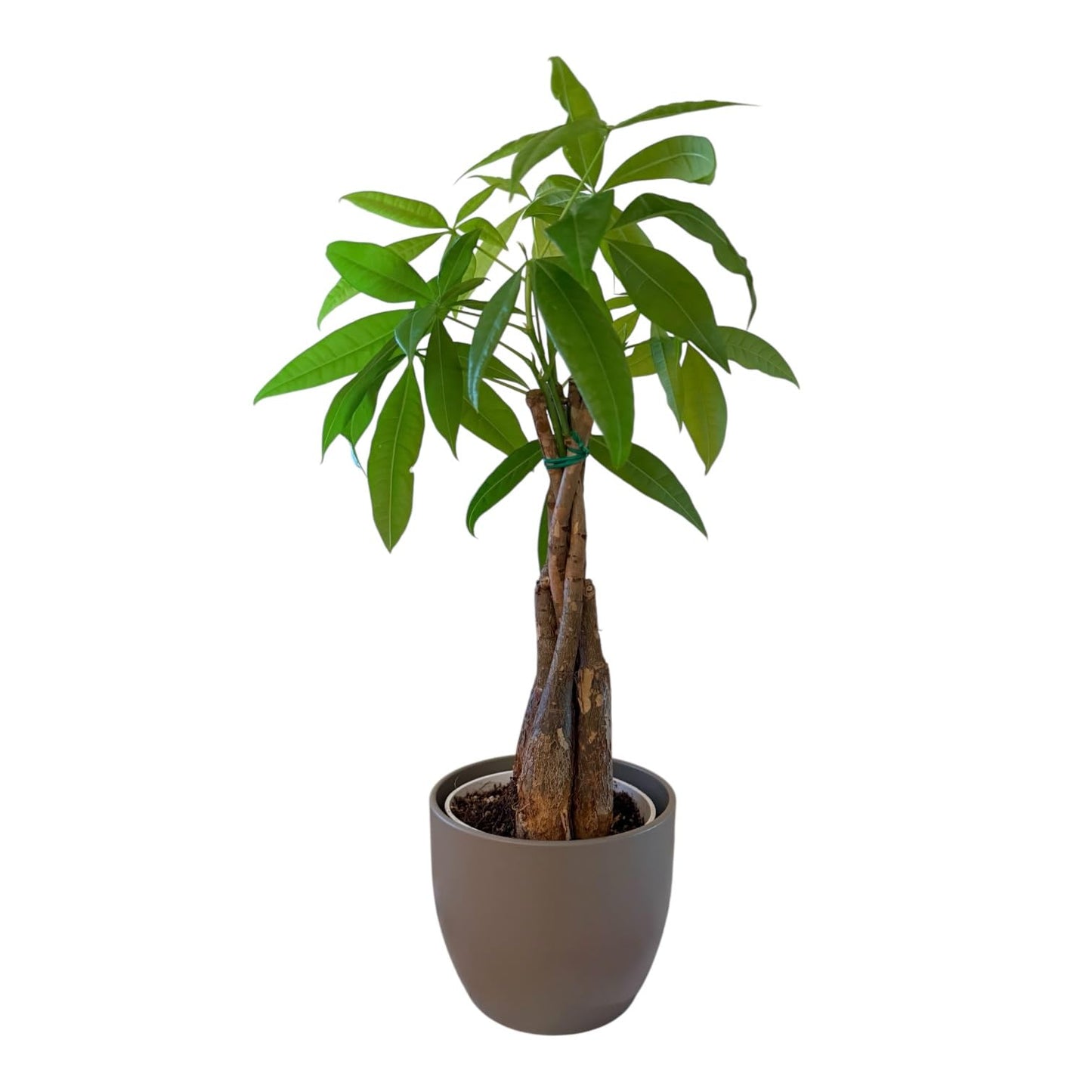 Hopewind Plants Shop Money Tree Live Plant | 14-22 Inches Tall Bonsai | Easy to Grow Indoor Houseplant | Home, Office, or Room Decor | Birthday, Housewarming Gift (Slate)