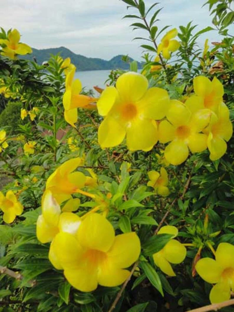 Live Plant - Golden Butterfly Allamanda Vine Tropical Starter Plant Large Bell Blooms