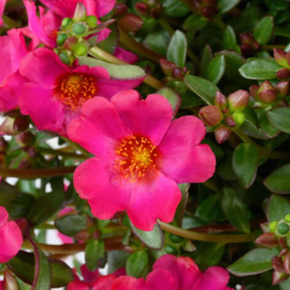 4 Deep Pink Moss Rose Plants Live, Portulaca Ground Cover Flowers, 4-6 Inch Tall Plants for Garden or Containers