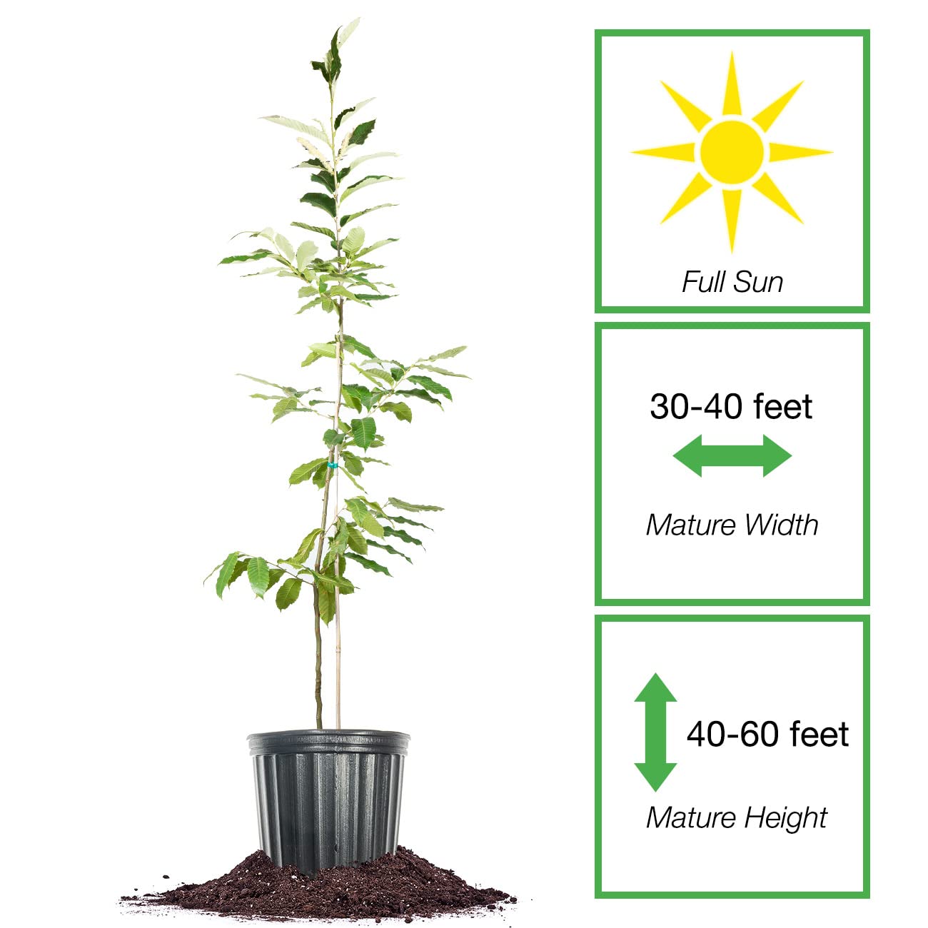 Perfect Plants American Hybrid Chestnut Tree 4-5 Feet | Live Trees for Outdoor Planting | Delicious Chestnut Fruit Nut for Fresh Eating | Tall Tree for Shade & Privacy
