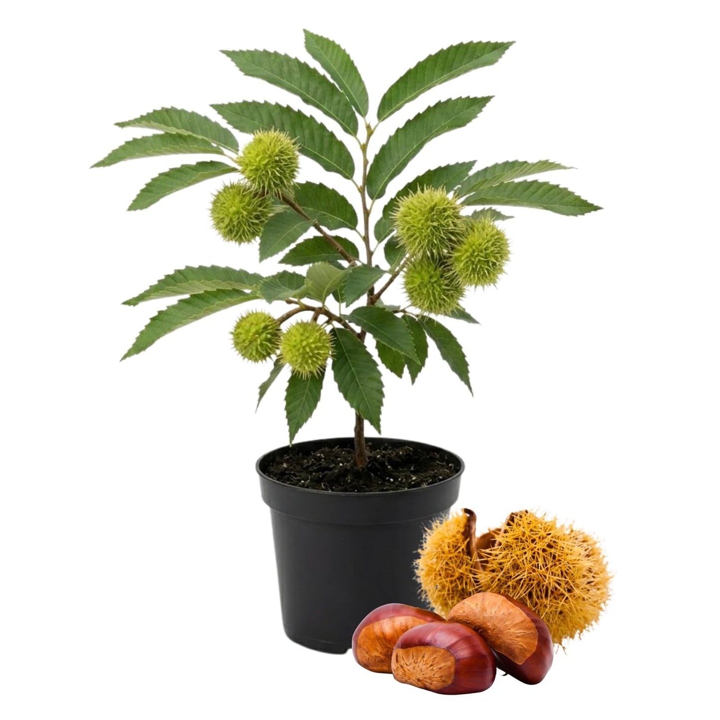 Live Chestnut Tree 6–12 Inch Tall Seedling, Chestnut Nut Tree Plant for Outdoor Planting, Hardy Garden Tree