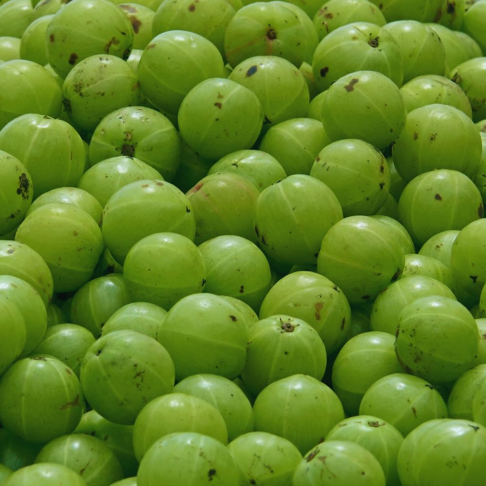 Green Gooseberry Plant Live for Planting, 5 to 9 Inc Long, Sweet Gooseberry Bushes Live Plant Growing