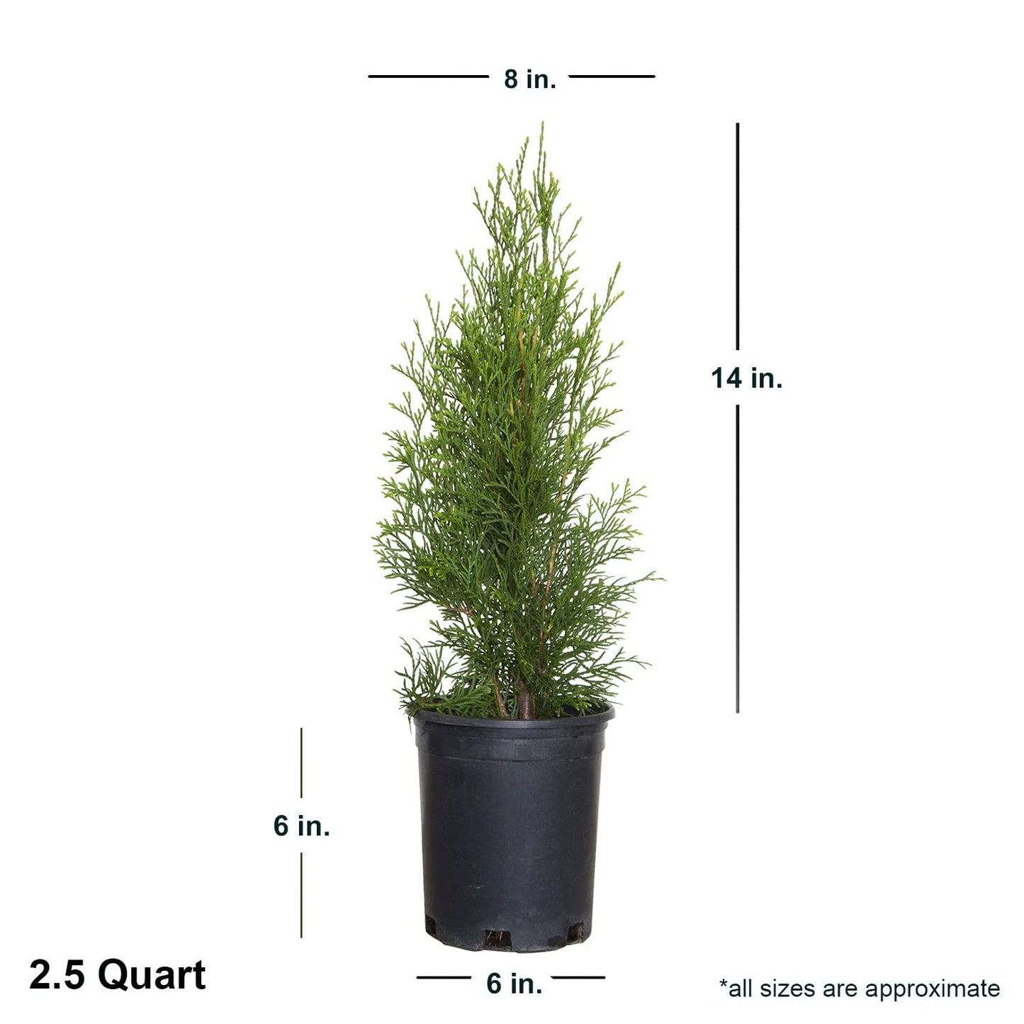 Emerald Green Arborvitae (2.5 Quart) Evergreen Shrub/Tree with Green Foliage - Full Sun to Part Shade Live Outdoor Plant