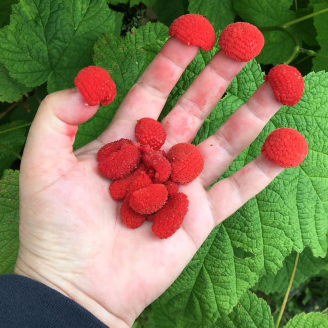 Caroline Red Everbearing Raspberry Bush Plant Live, Cold Hardy, Raspberries Plants Established Roots Live for Planting, 1 Plant 5-9 Inc Tall, No Pot