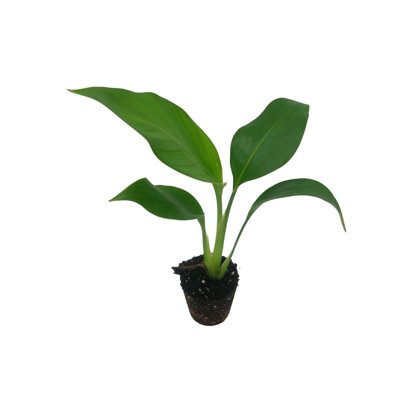 Live White Birds of Paradise Plant - 'White Birds of Paradise' Strelitzia nicolai - ragnaroc Tropical Plant 6-10” Tall - 1ct - Live Arrival Guaranteed - House Plants for Home Decor & Gift