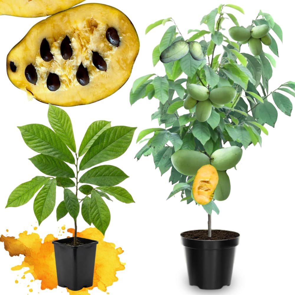 10 Months Old Pawpaw Tree Live Plant Seedling for Spring Planting, 6-12 Inches Tall, Quart Pot, Hardy Paw Paw Fruit Trees