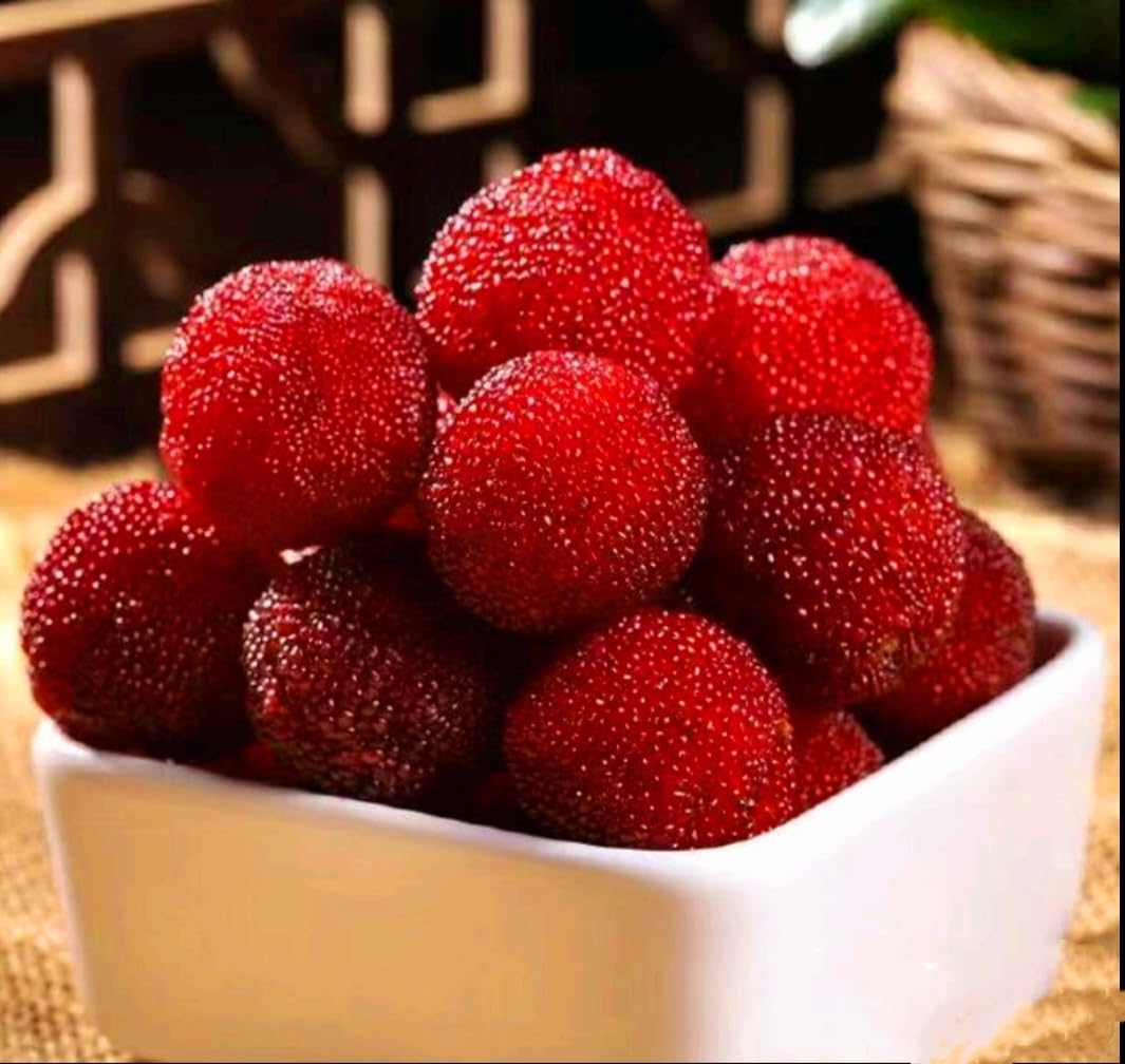50 Bayberry Seeds, Fragrant Leaves Plant Seeds, Myrica Delicious Fruits