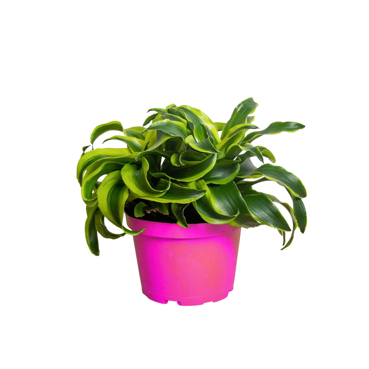 Dracaena 'Tornado' in 4in Pot - Live Plants Tropical Houseplants | Variegated | USA Growers | The Snobby Leaf