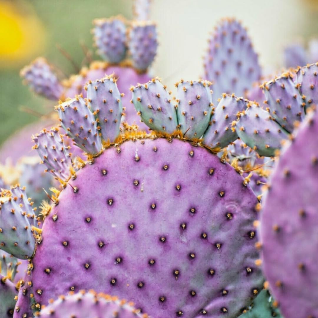 Live Purple Prickly Pear Cactus Plants, Hardy Perennial Succulents Plant, 3.5 Inch Pot for Outdoor Garden