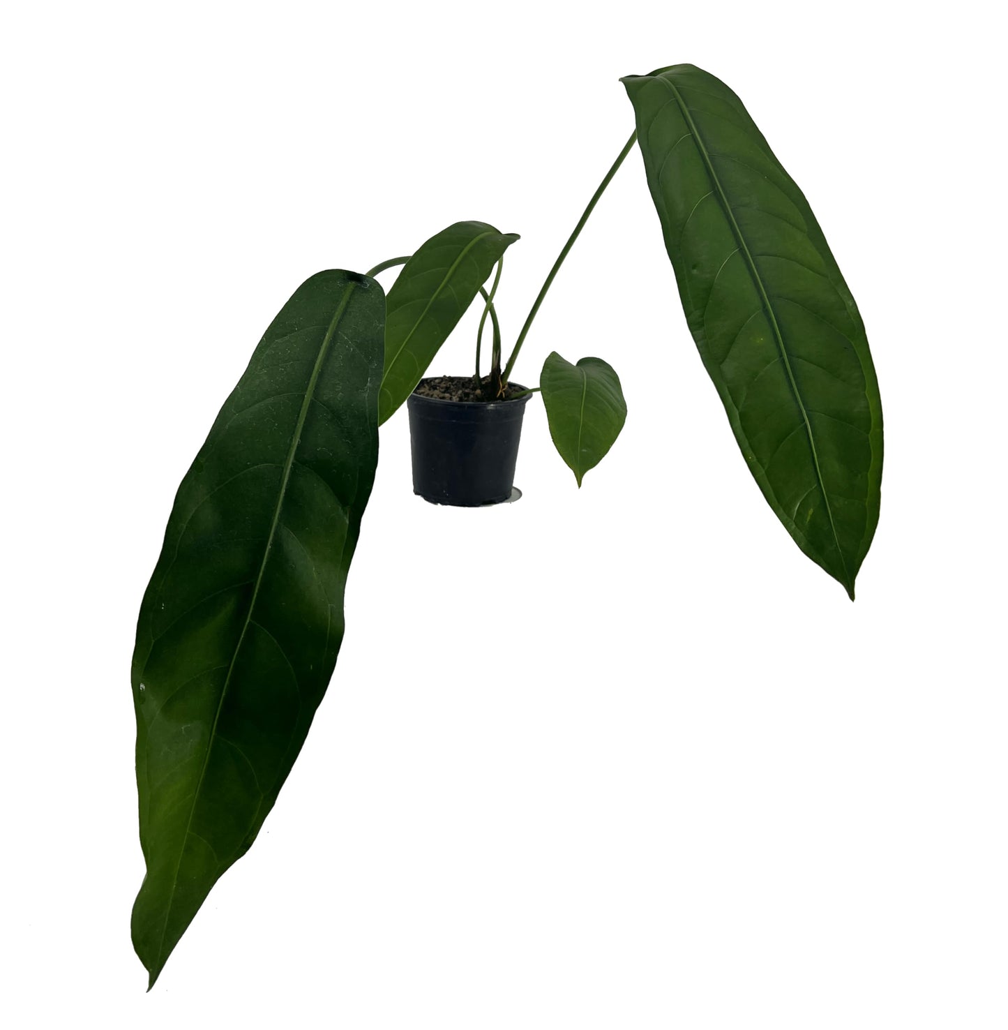 LEAL PLANTS ECUADOR Anthurium Pendulifolio| Exotic Green Indoor House Plant | Tropical Amazon Plant for Living Room Decor | Easy-Care, Live Plant for Home or Office