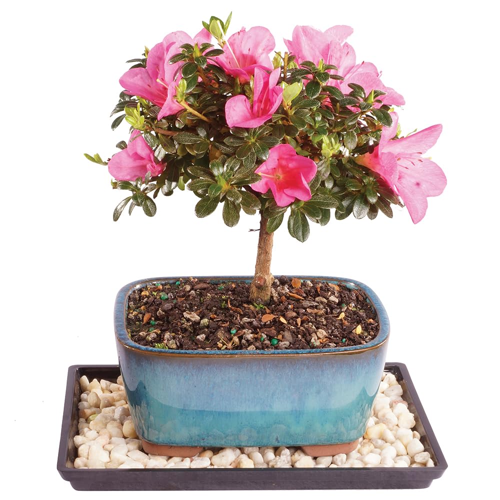 Brussel's Bonsai - Live Satsuki Azalea Bonsai Tree with Bonsai Pot and Humidity Tray, Outdoor Flowering Bonsai Tree Live Plant, 5 Years Old, 5-8 Inches Tall, Easy Care Plant (Small)