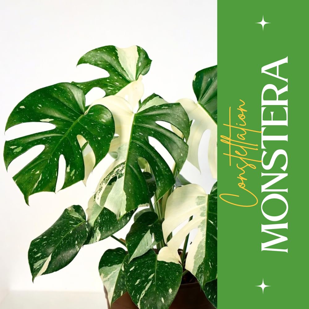 Monstera Plant Live, Starter Plant from 4-6 Inch Tall, Split Leaf Houseplant, Live Monstera Plants Indoor (Constellation)
