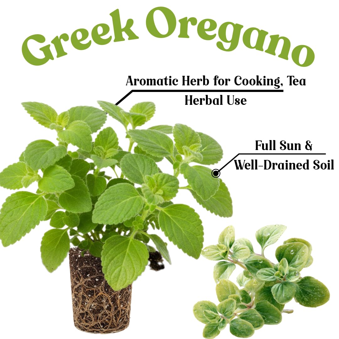 Set of 4 Greek Oregano Plants Live for Indoor Outdoor, Culinary Herb for Planting, 4-7 Inches Tall, Oregano Mint Plants Live