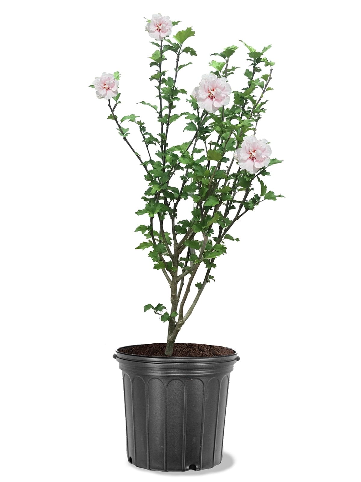 Bob’s Supreme Camellia – Evergreen Flowering Shrub with Large Red Blooms, Hardy Garden Plant for Borders, Containers & Landscapes (3 Gallon/Potted/Single)