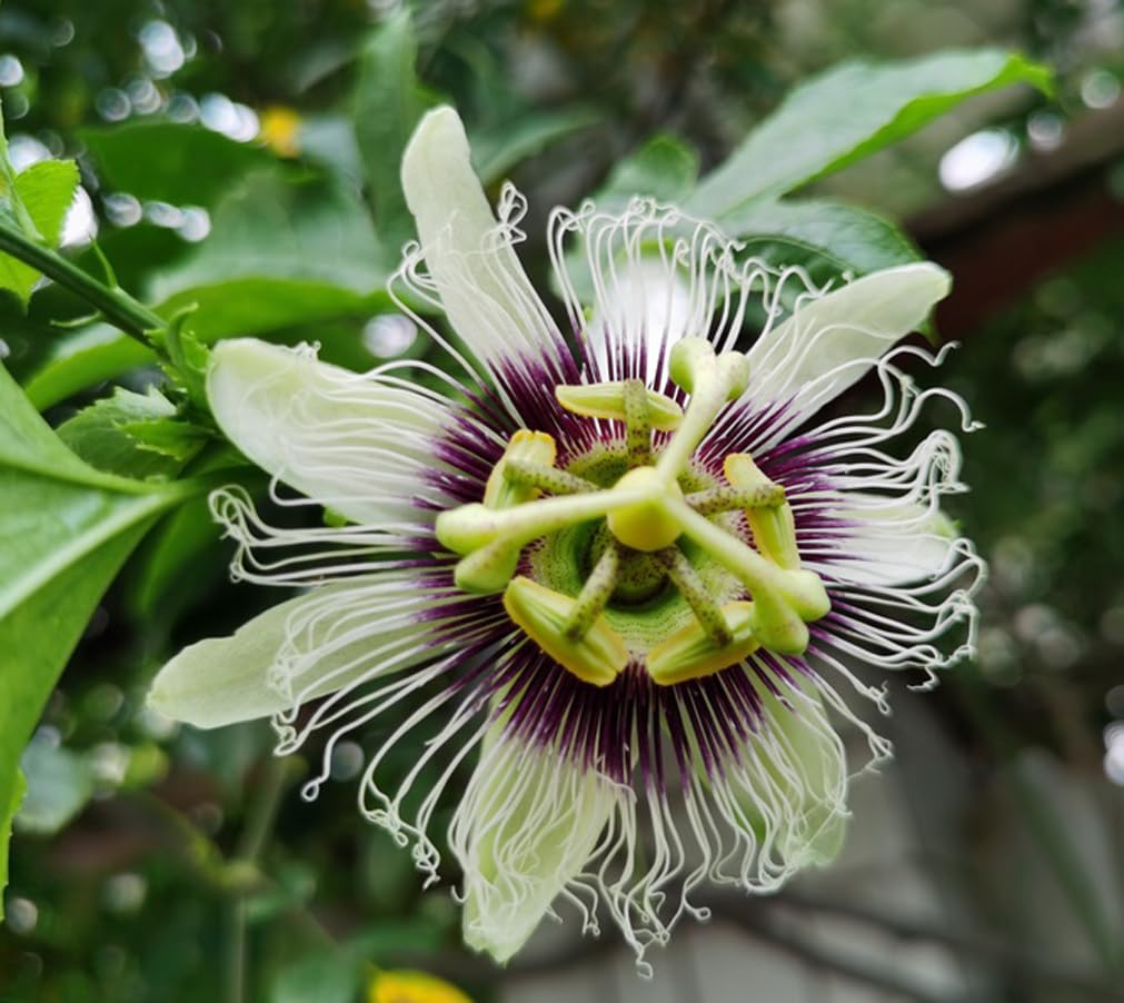 30PCS Passion Fruit Seeds Tropical Climbing Vine Outdoor Indoor Home Garden Plant Seeds Heirloom