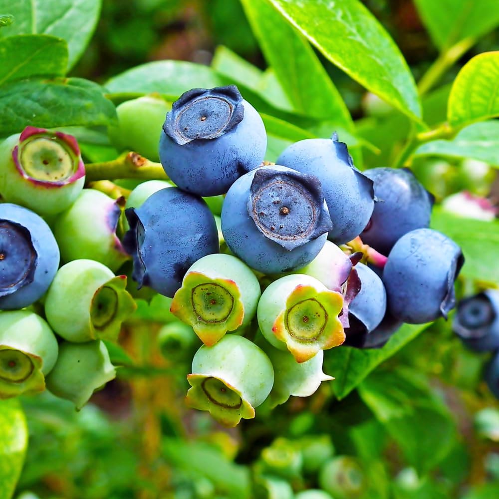 Set 3 Southern Highbush Blueberry Tree Plants Live 1 to 2 Year Old, Blueberry Fruit Tree Live Plant, Blueberry Bush, Blueberries Plants Live for Planting Outdoor Garden Perennial