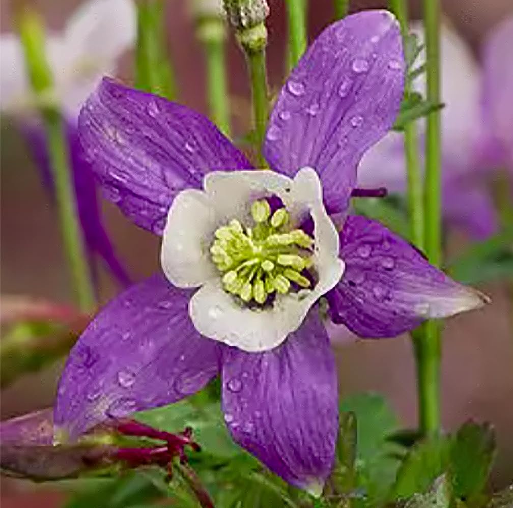 McKana Giant Hybrid Columbine Seeds - A Favorite Perennial Wildflower