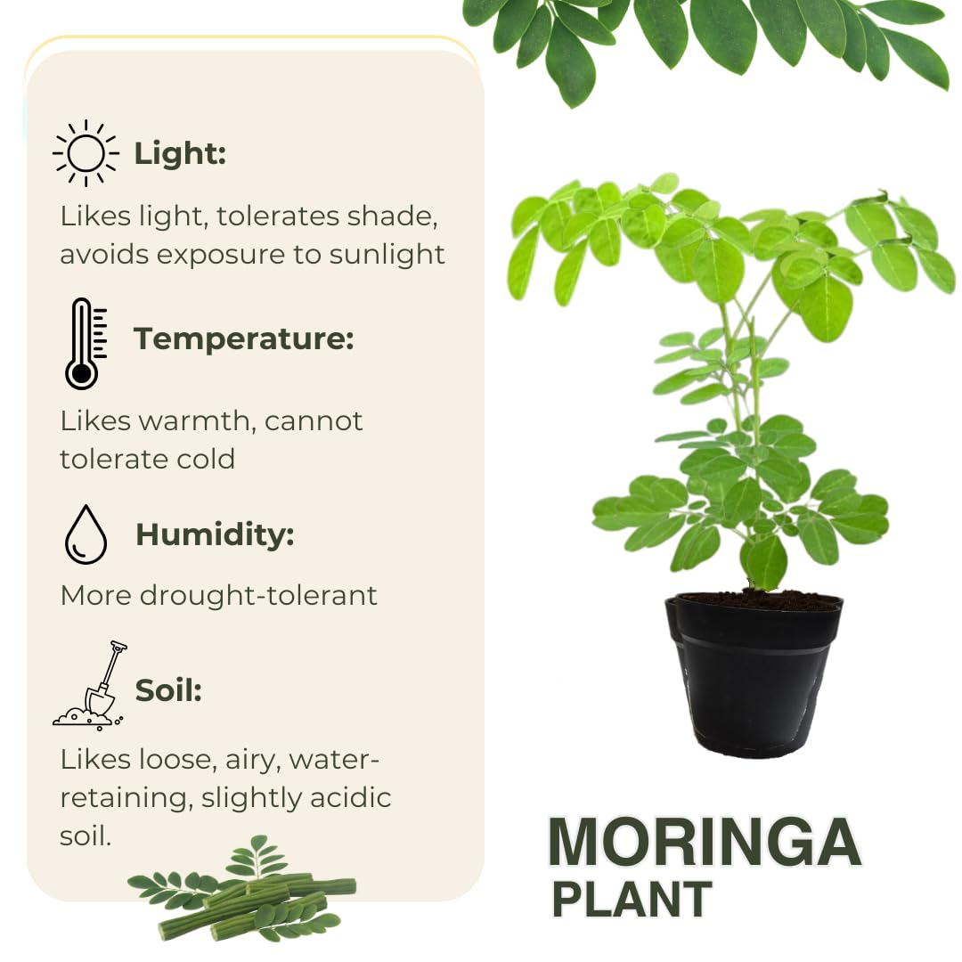 1 Moringa Tree Live Plant, 6-8 Inc Moringa Plants Live, Drumstick Horseradish Tree, Herb Malunggay Plants for Planting, No Pot