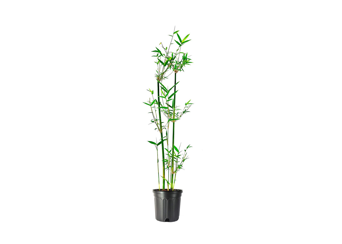 Green Hedge Clumping Bamboo Plant - Bambusa Multiplex - One Gallon Size - Non-invasive Form