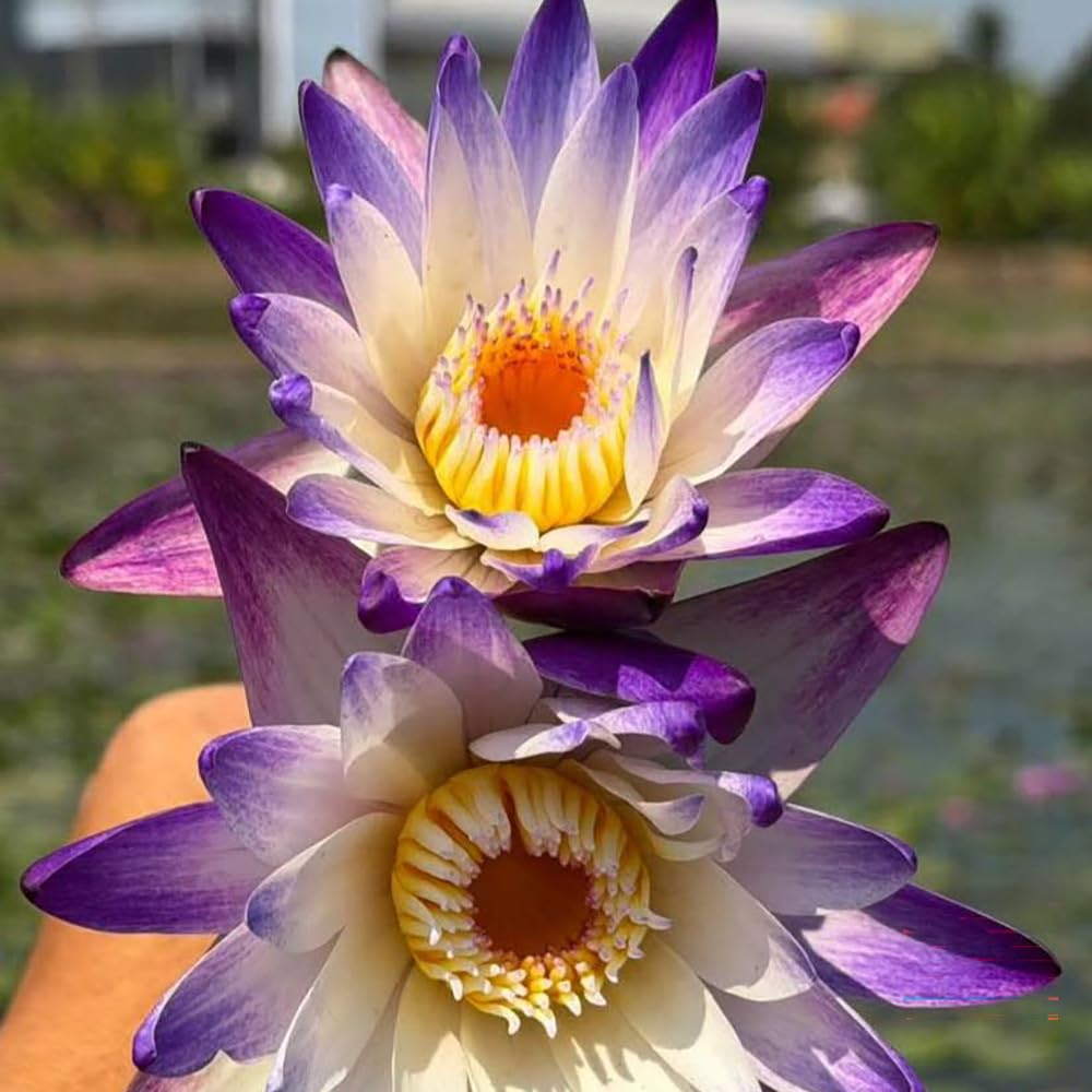 12 Live Hardy Purple Water Lily Tubers – Nymphaea ‘Purple Joy’ Pond Lily Rhizomes for Outdoor Ponds and Water Gardens