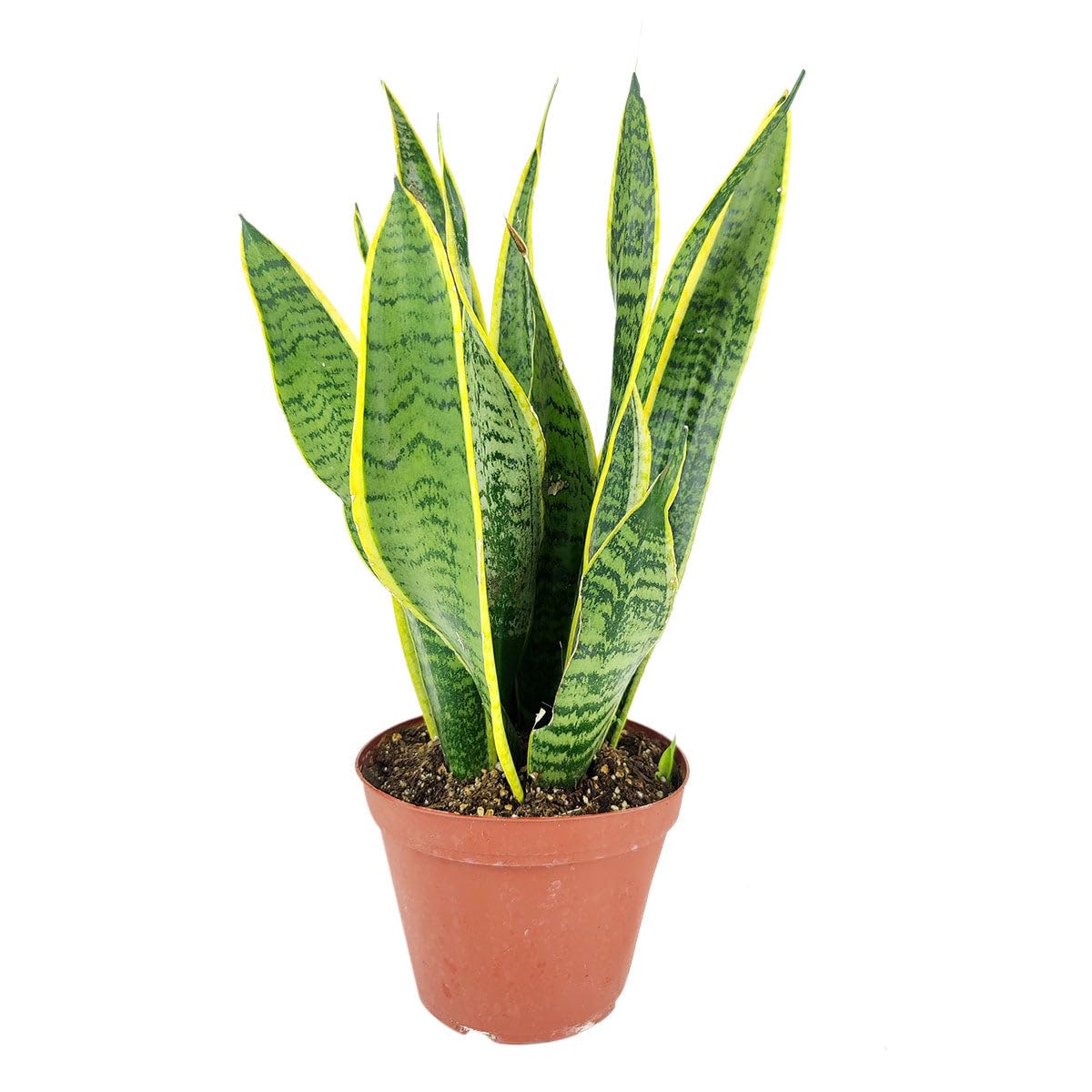 Snake Plant Sansevieria Laurentii (4 inch) - Lucky Houseplants - 4/6 inch Unique Live Decorative Houseplants - Easy to Care Indoor Plants, Perfect for Office, Home & Feng Shui Decor
