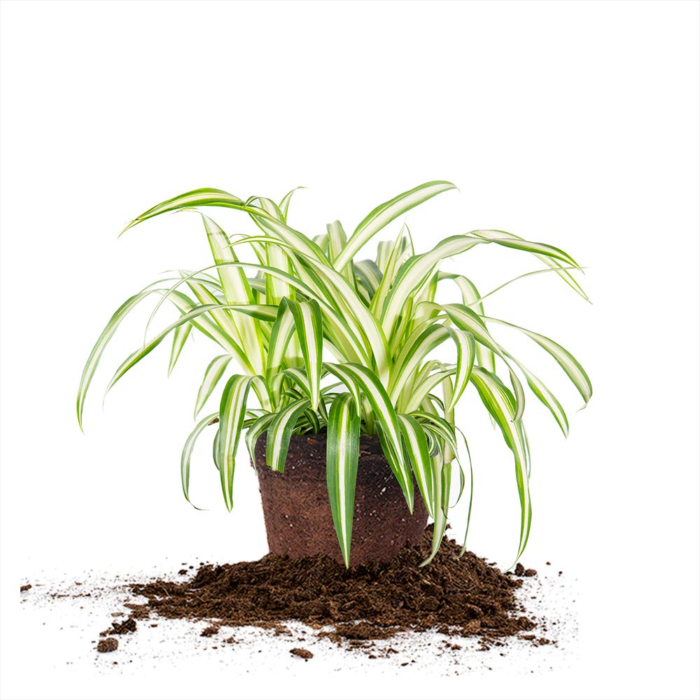Perfect Plants Spider Plant in 6in. Grower's Pot | Live Houseplant for Indoor Growing | Easy to Care for & Keep Alive | Beautiful Green & White Variegated Leaves