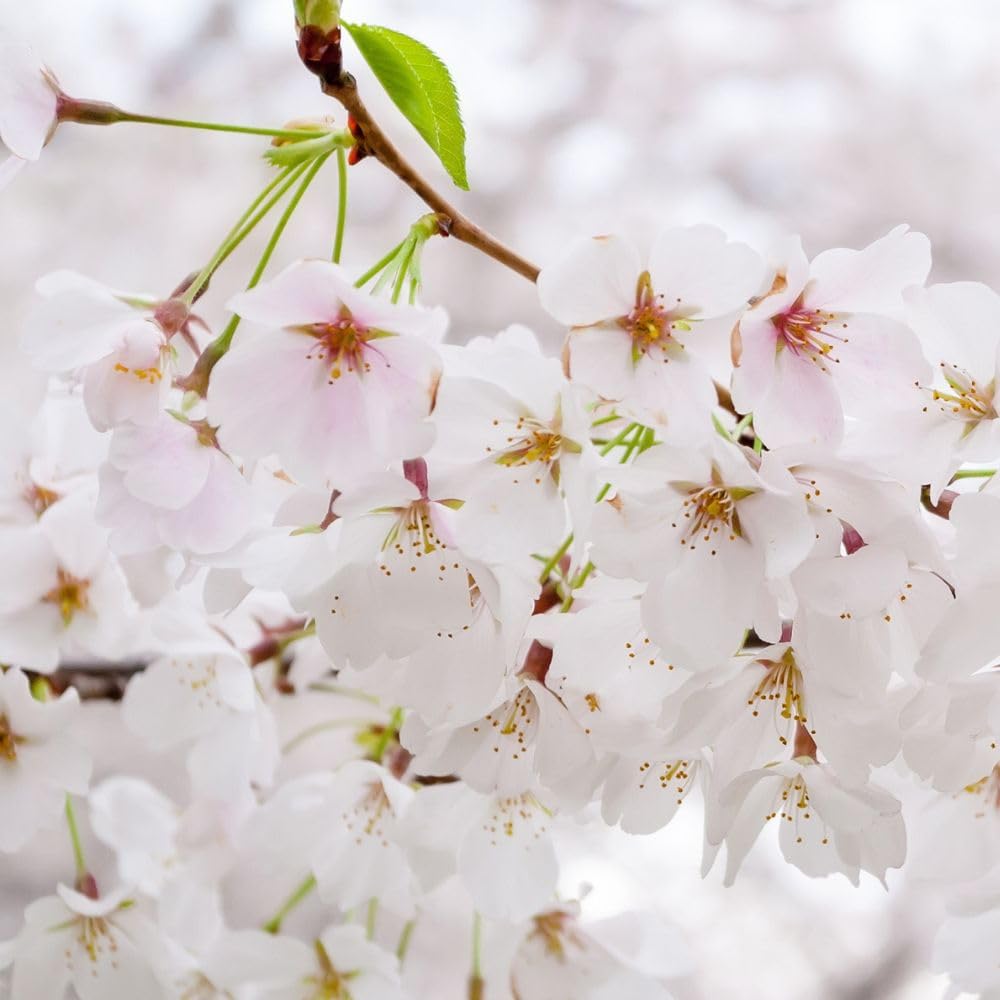 Cherry Flowering Tree, 5 gal. (Yoshino) (Due to Agricultural Laws, we Cannot Ship to CA, AZ, AK, or HI)