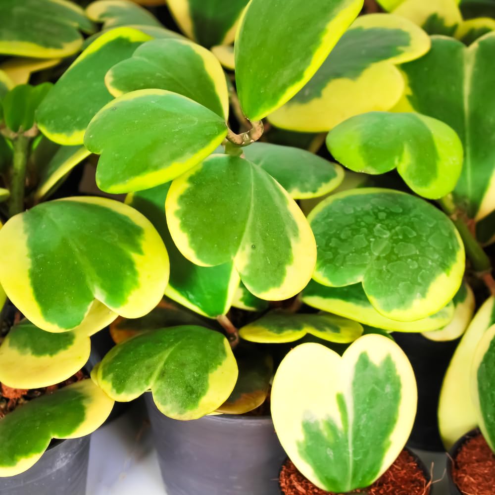 Hoya Kerrii Plant, Variegated Hoya Heart Plants Live Houseplants in 4 Inch Pot, Perennial Vine Plant for Indoor Outdoor Garden, Multiple Leaves