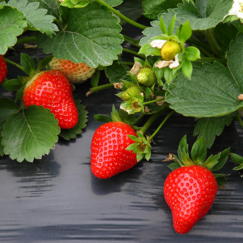 25 Strawberry Bare Roots, Strawberry Plant Live, 5 to 7 Inc Tall, Fruit Garden Indoor Outdoor, Easy to Plant