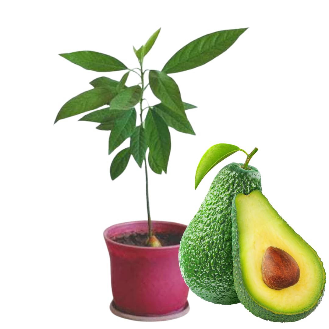 8"-11" Avocado Trees Live Plants in Half Gallon Pot, Avocado Plant, Winter Hardy, 1 Year Old Tree